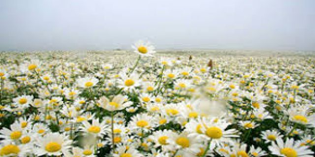 دنیای خیال انگیز  موسیقی با   آهنگ چهارمضراب سنتور از فرامرز پایور +موزیک