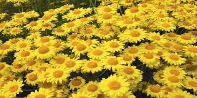 آهنگ پژمرده میشم