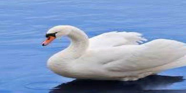 آهنگ مهدی احمدوند آواز قو