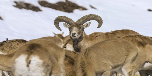 ببینید/ سراسیمگی قوچ‌های وحشی در زمستان 