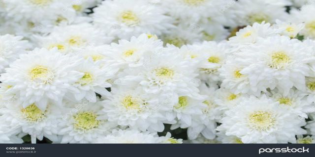  آهنگ علیرضا افتخاری مژده بهار