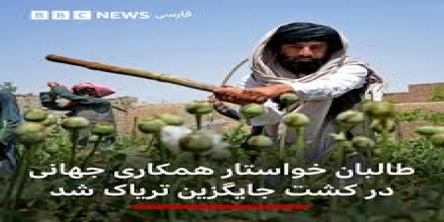 واردات تریاک از افغانستان به ایران؟! / نماینده مجلس: ما نیاز به تریاک داریم