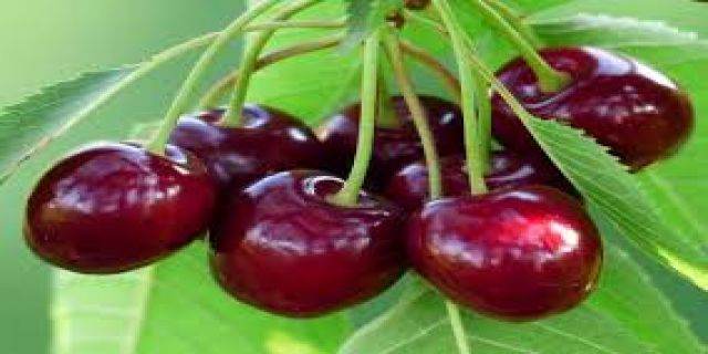 چشمان پدر در باغ